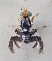 Rhagoletis pomonella