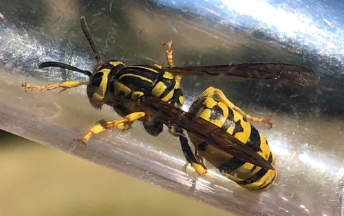 iNaturalist observation photo of California Yellowjacket