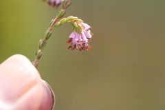 Erica labialis