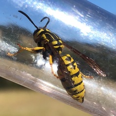 Vespula sulphurea