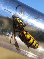 Vespula sulphurea