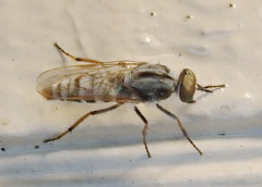 Ozodiceromyia notata