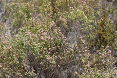 Erica labialis