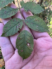 Rosisphaerella rosicola