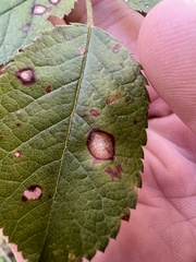 Rosisphaerella rosicola