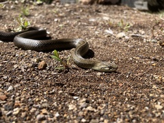 Galvarinus chilensis