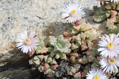 Oscularia deltoides