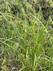 Bolboschoenus robustus