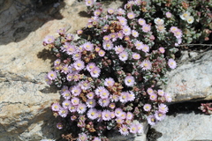Oscularia deltoides