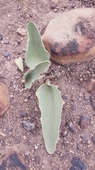 Eriospermum lanceifolium