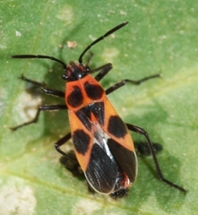 Tropidothorax sternalis