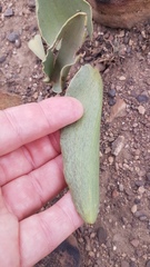 Eriospermum lanceifolium