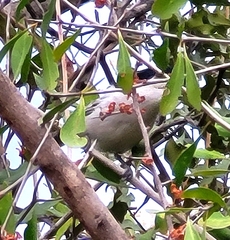 Dryoscopus cubla okavangensis