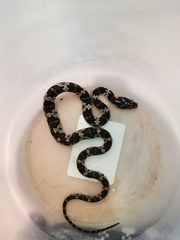 Trimorphodon quadruplex