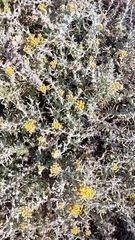 Helichrysum revolutum