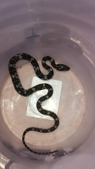 Trimorphodon quadruplex