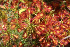 Drosera glabripes