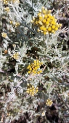 Helichrysum revolutum