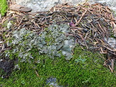 Peltigera malacea