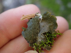 Peltigera malacea