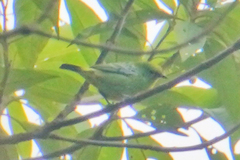 Ixothraupis xanthogastra