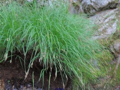 Carex elata