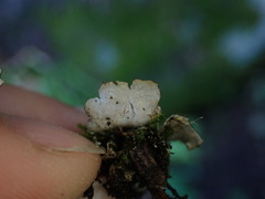 Peltigera malacea