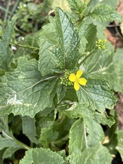 Rhamphospermum arvense