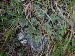 Potentilla glaucophylla