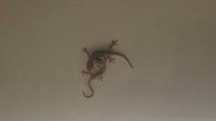 Gehyra mutilata