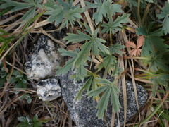 Potentilla glaucophylla