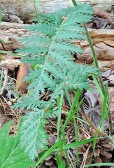 Tanacetum corymbosum