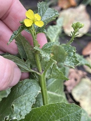 Rhamphospermum arvense