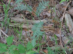 Tanacetum corymbosum