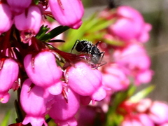 Camponotus niveosetosus