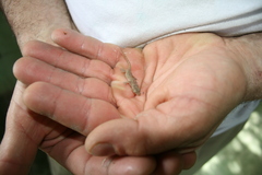 Hemidactylus frenatus