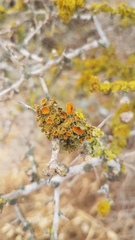 Teloschistes