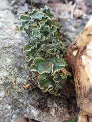Peltigera malacea
