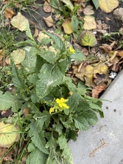 Rhamphospermum arvense