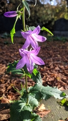 Campanula rapunculoides