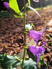 Campanula rapunculoides