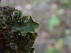Peltigera malacea