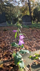 Campanula rapunculoides