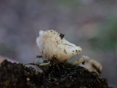 Peltigera malacea