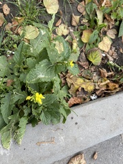 Rhamphospermum arvense