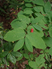 Lonicera utahensis