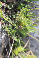 Indigofera sarmentosa