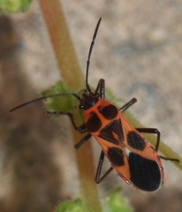 Tropidothorax sternalis