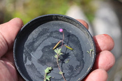 Indigofera sarmentosa