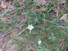 Arenaria montana